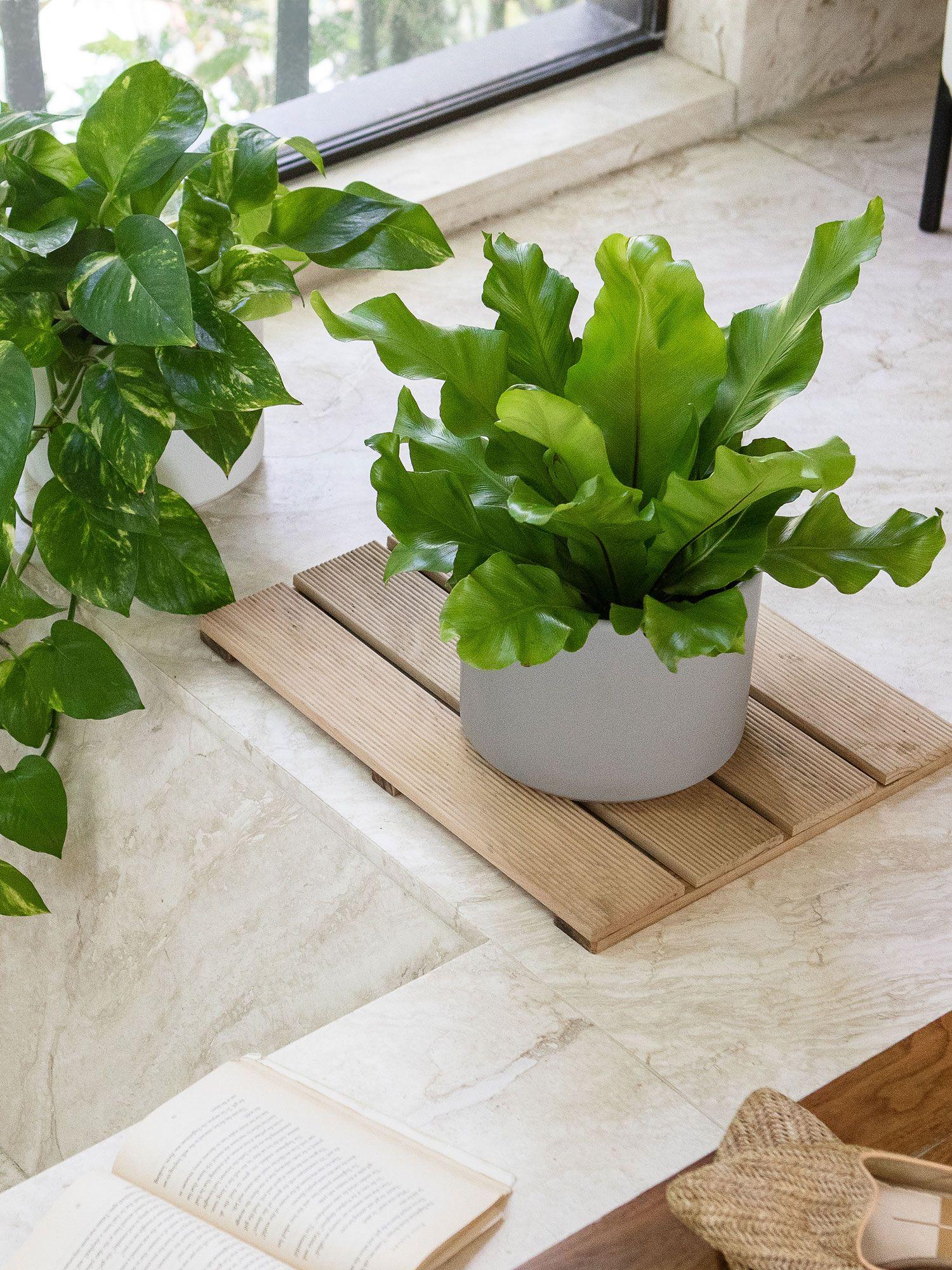Bird's Nest Fern