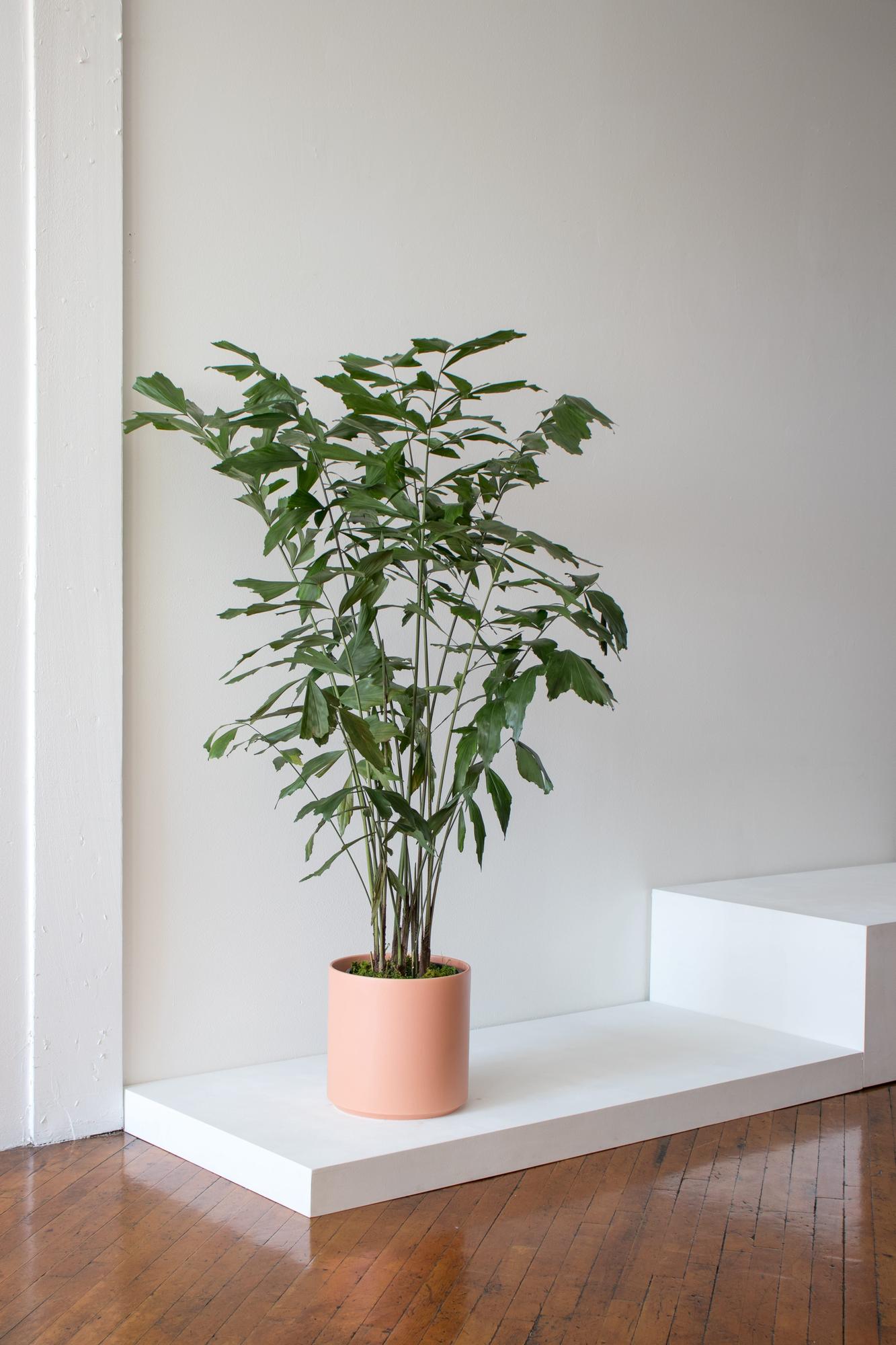 Fishtail Palm