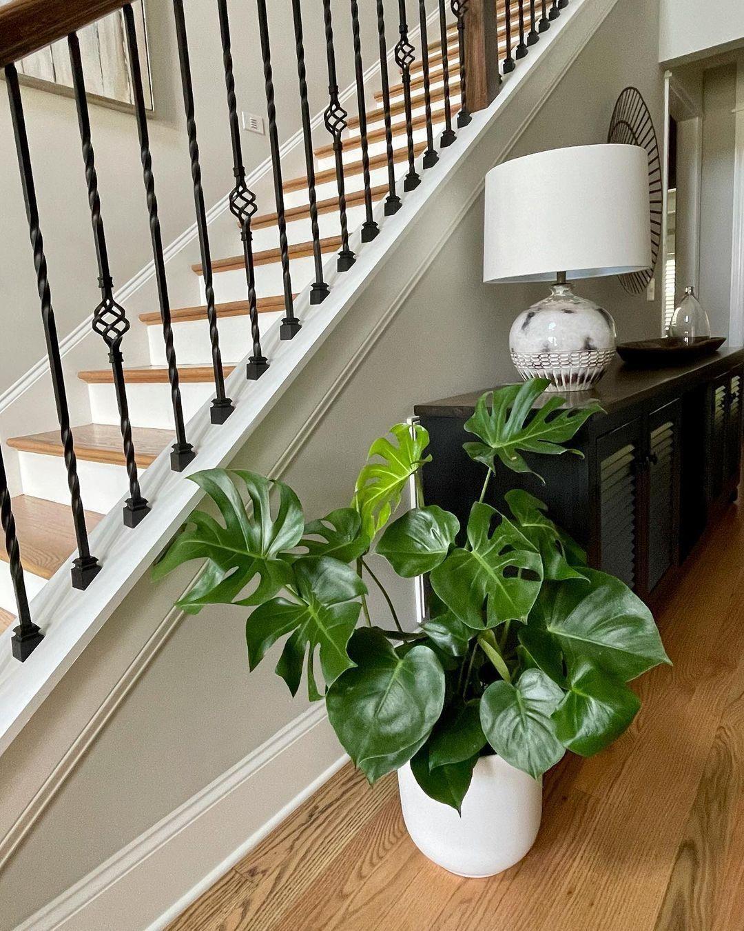 Monstera Deliciosa