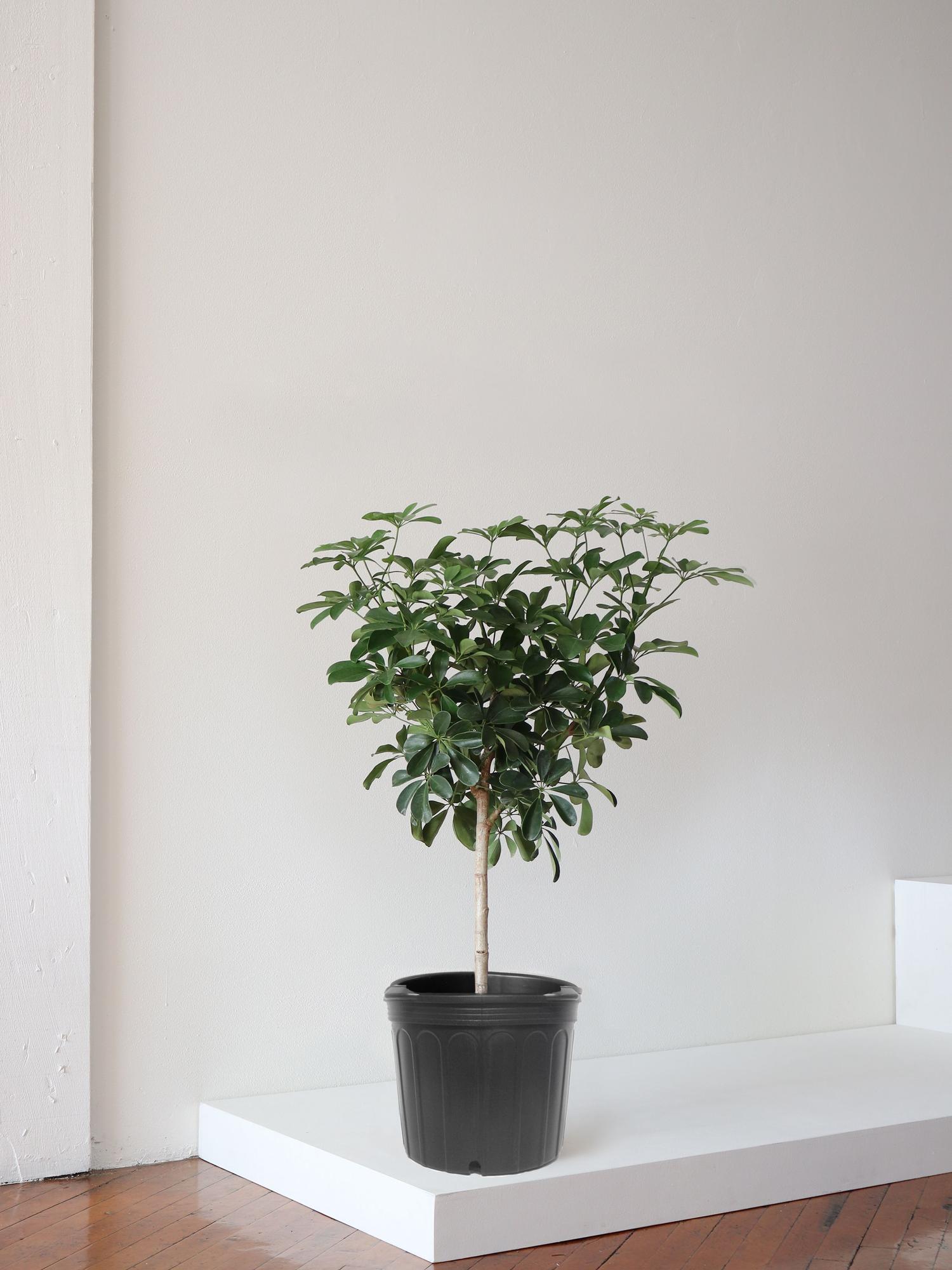 Schefflera Tree