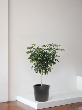 indoor plants picture