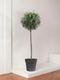 Olive Tree