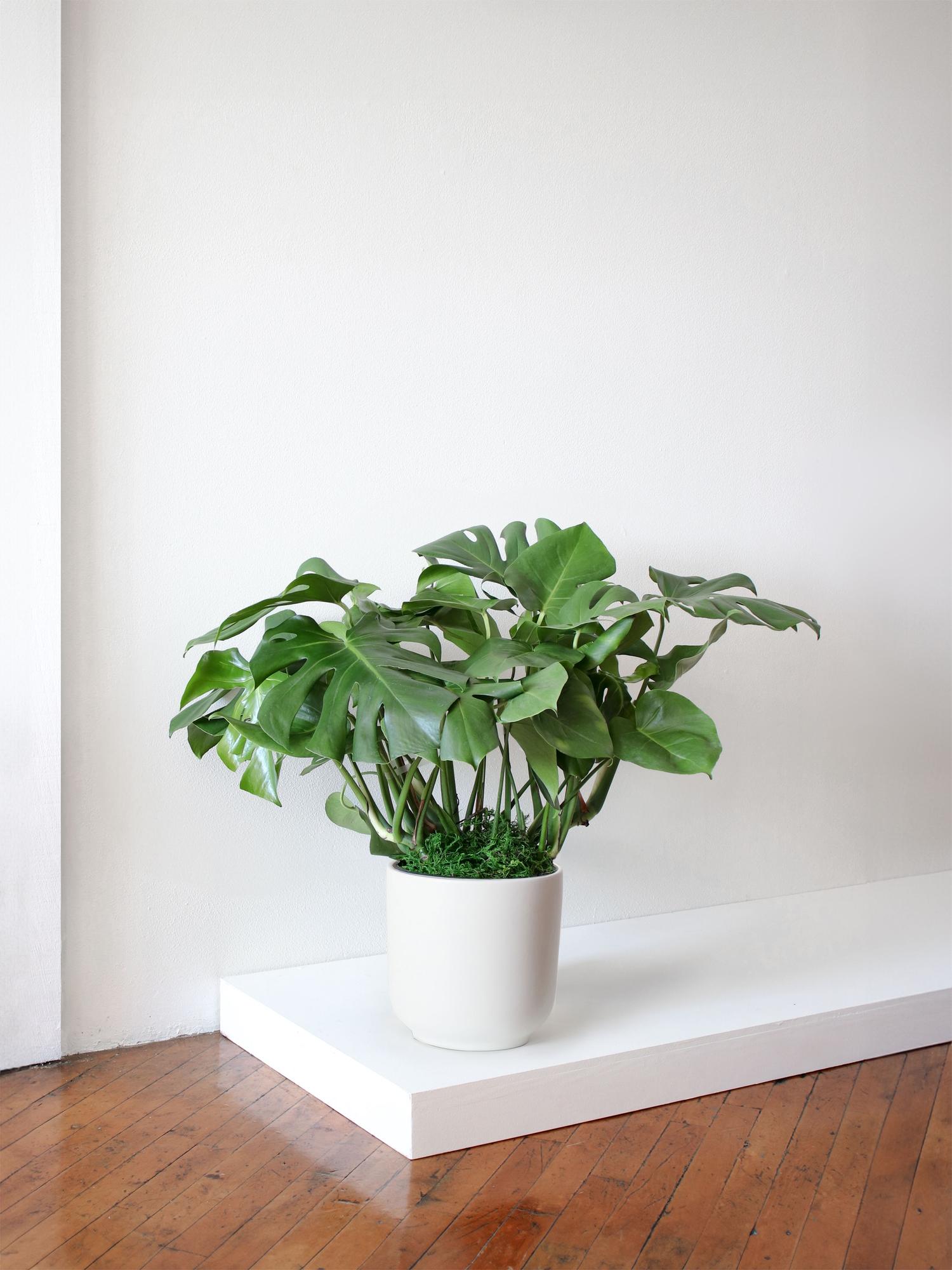 Monstera Deliciosa
