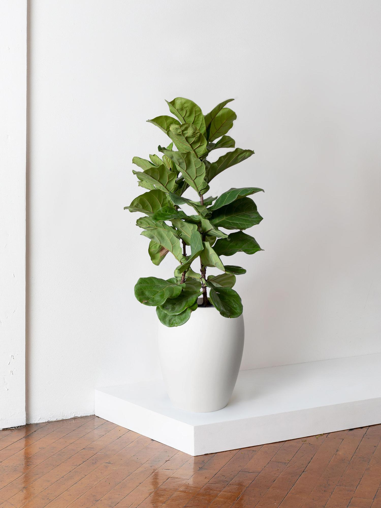 Fiddle Leaf Fig Bush