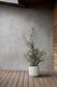Olive Bush