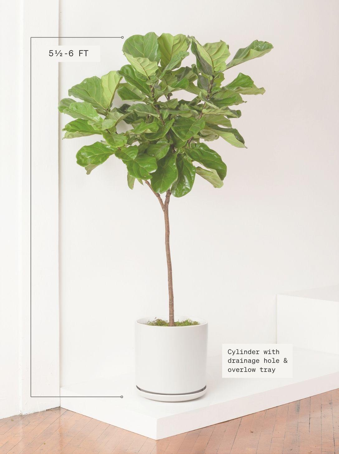 Fiddle Leaf Fig Tree