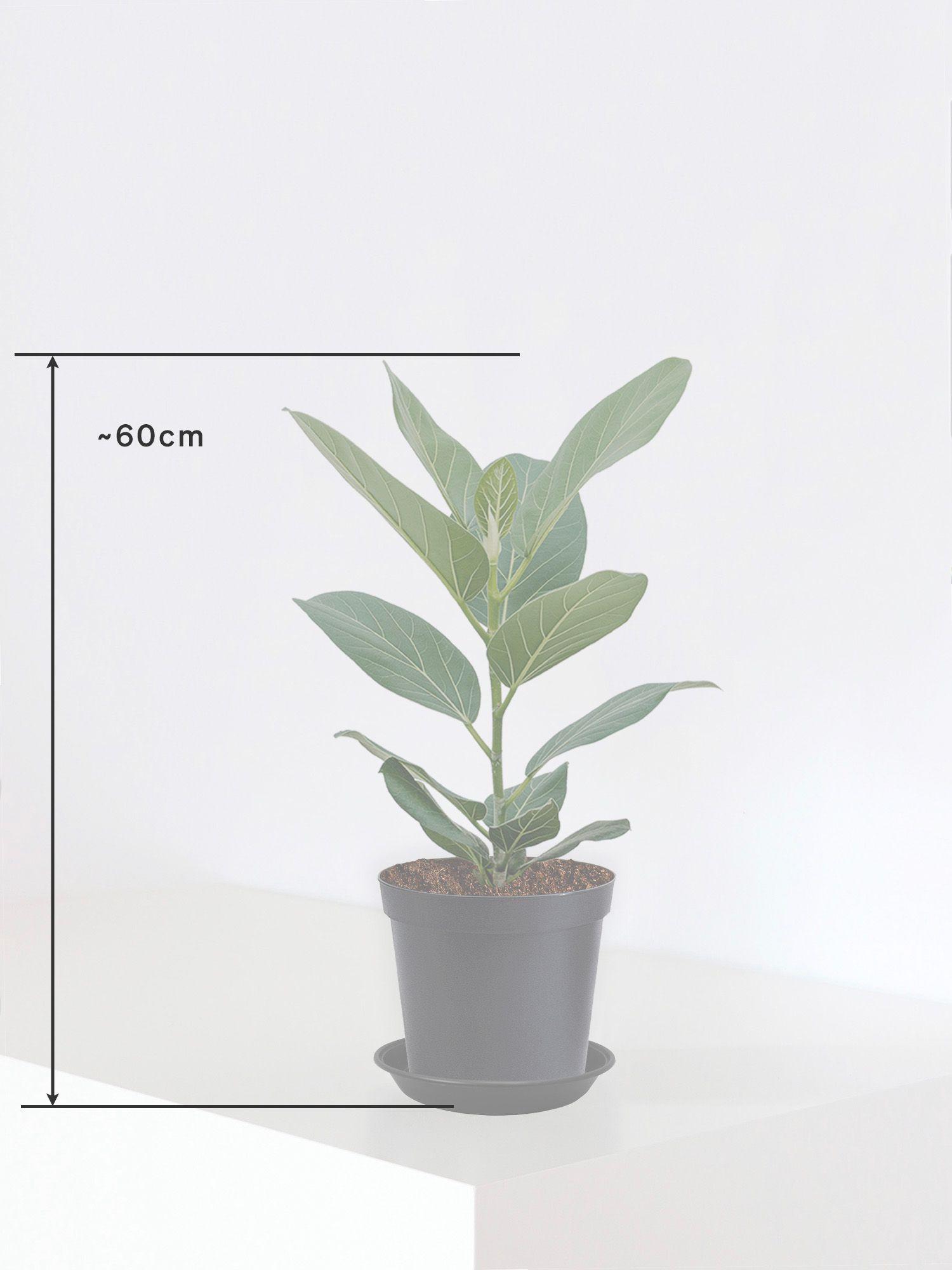 Ficus Audrey