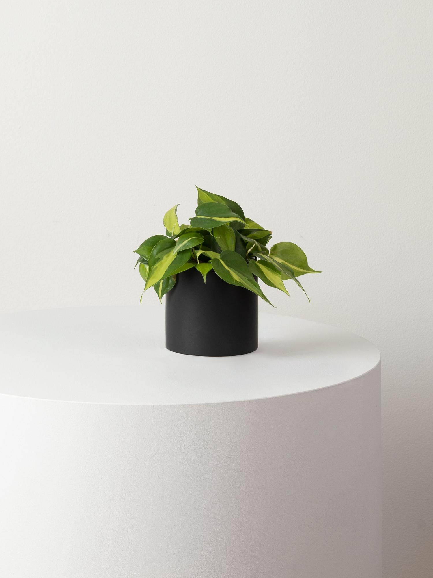 Philodendron Brasil - Black Mid-Century Ceramic 