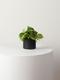 Philodendron Brasil