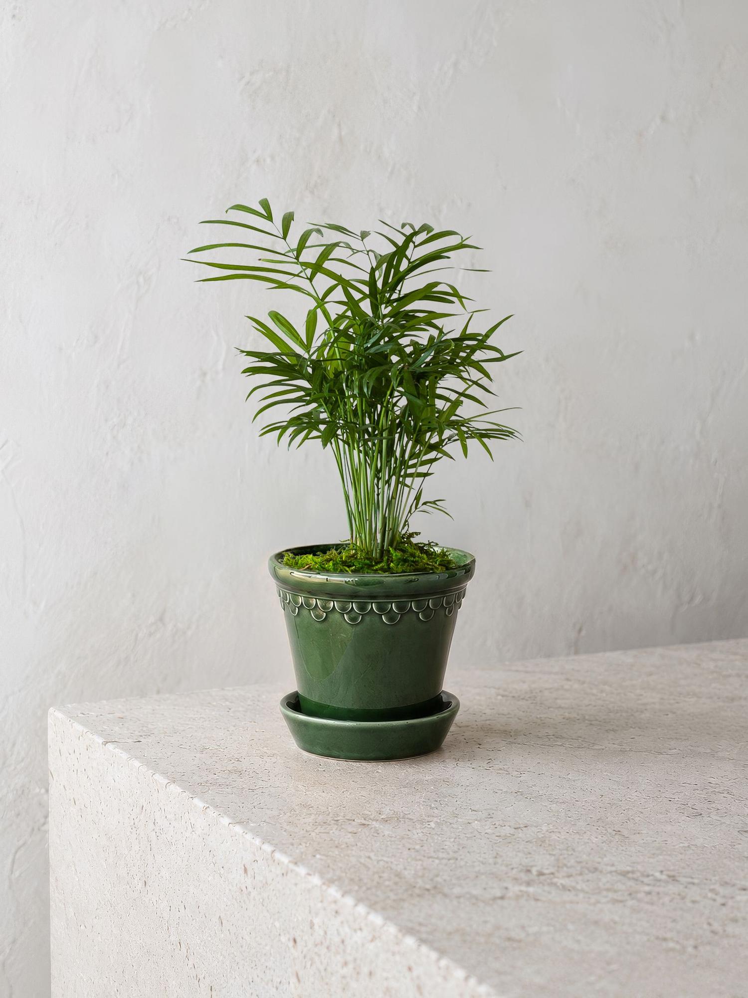 Parlor Palm