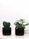 Duo Senecio X Cactus