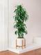 Dracaena Fragrans Janet