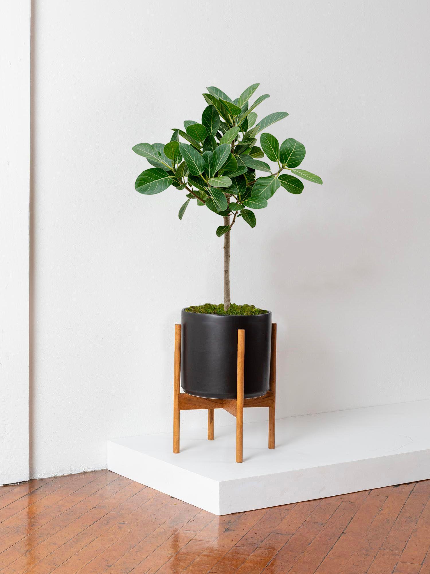 Arbre Ficus Audrey