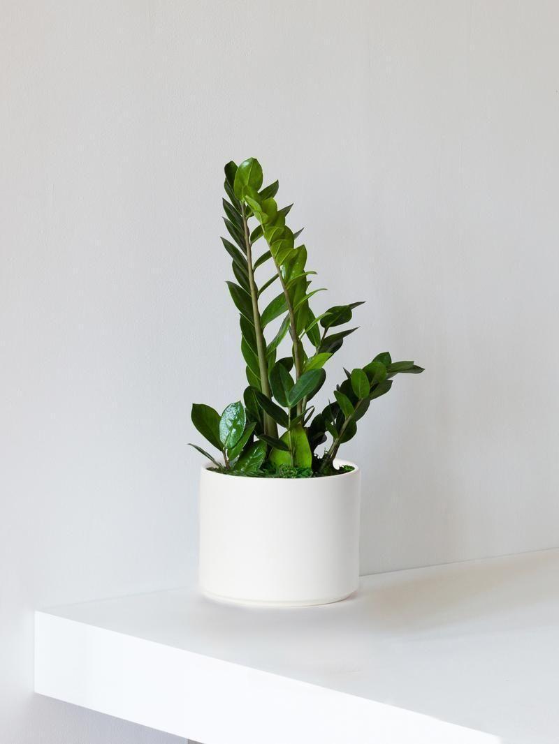 Pack XL - Plantes faciles à entretenir