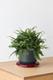 Boston Fern