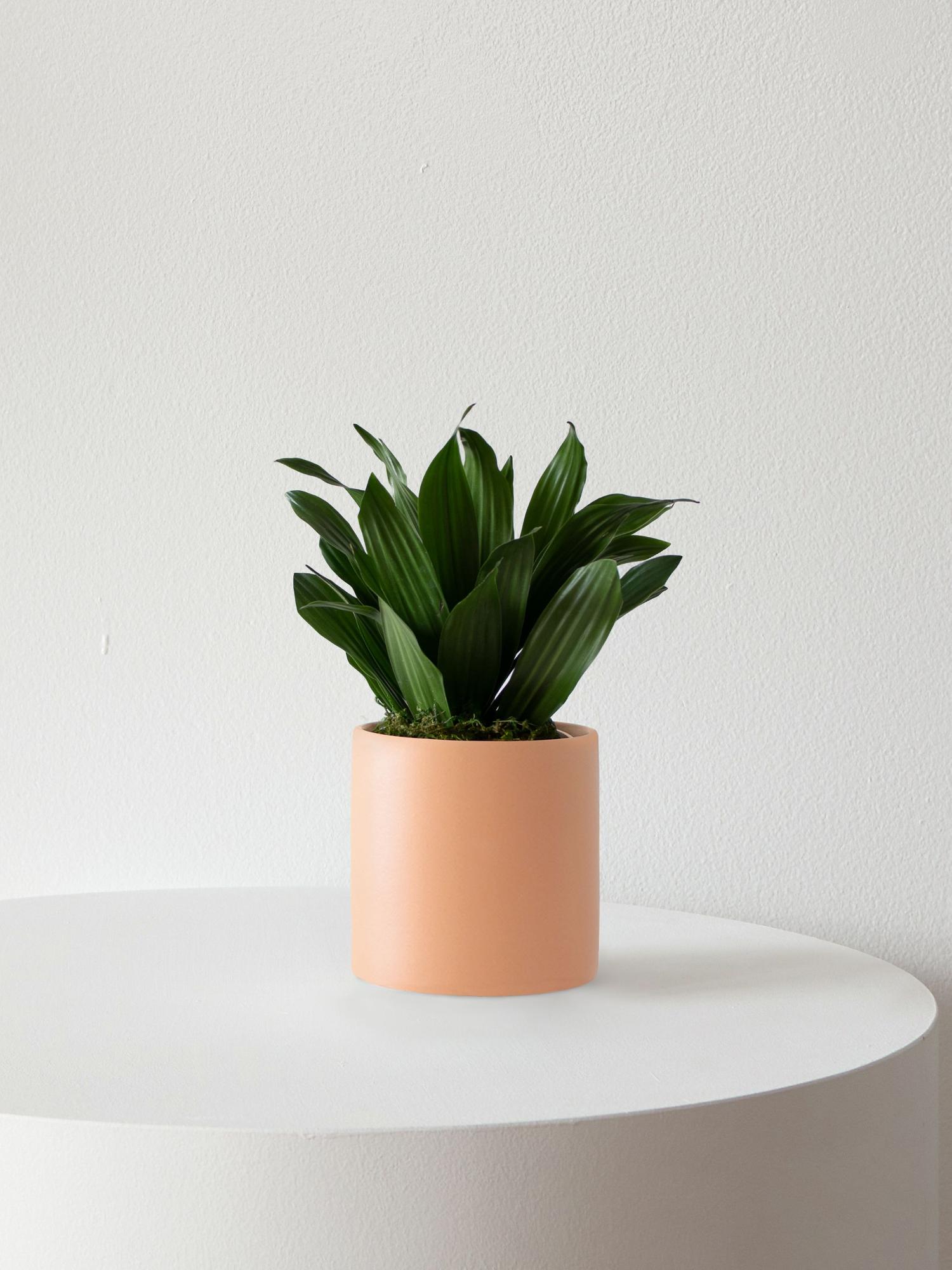 Dracaena Compacta Small (6-8 in tall) + Mid-Century Ceramic Pot