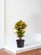 Croton Miss Iceton