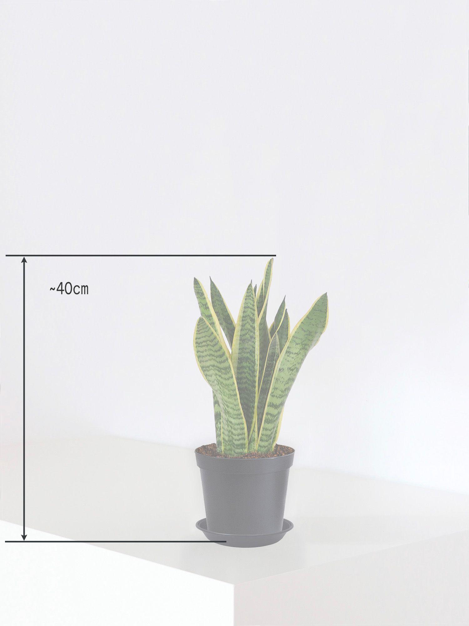 Sansevieria Laurentii