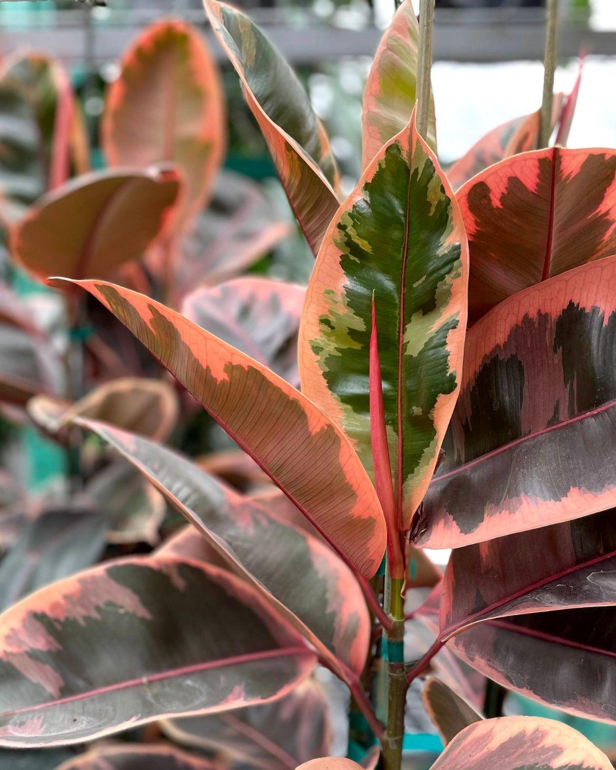 Natural Foliar Feed