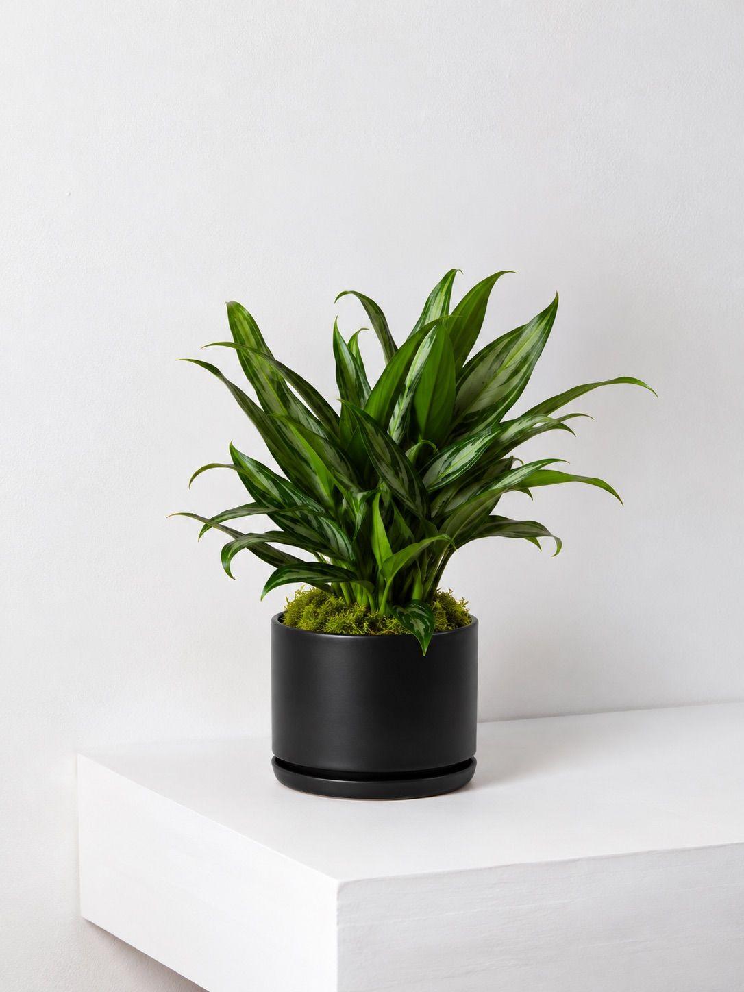 Tiger Evergreen