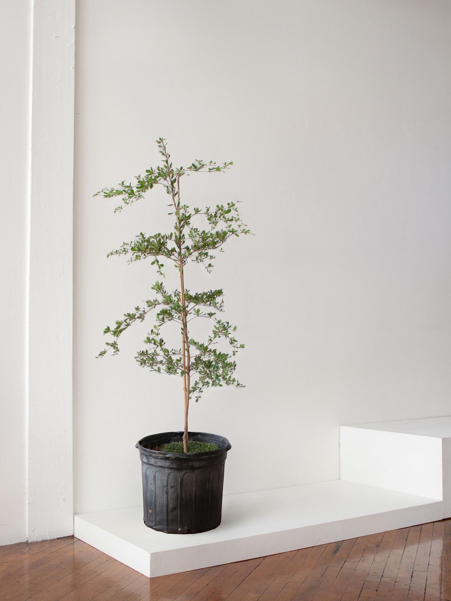 Black Olive Tree