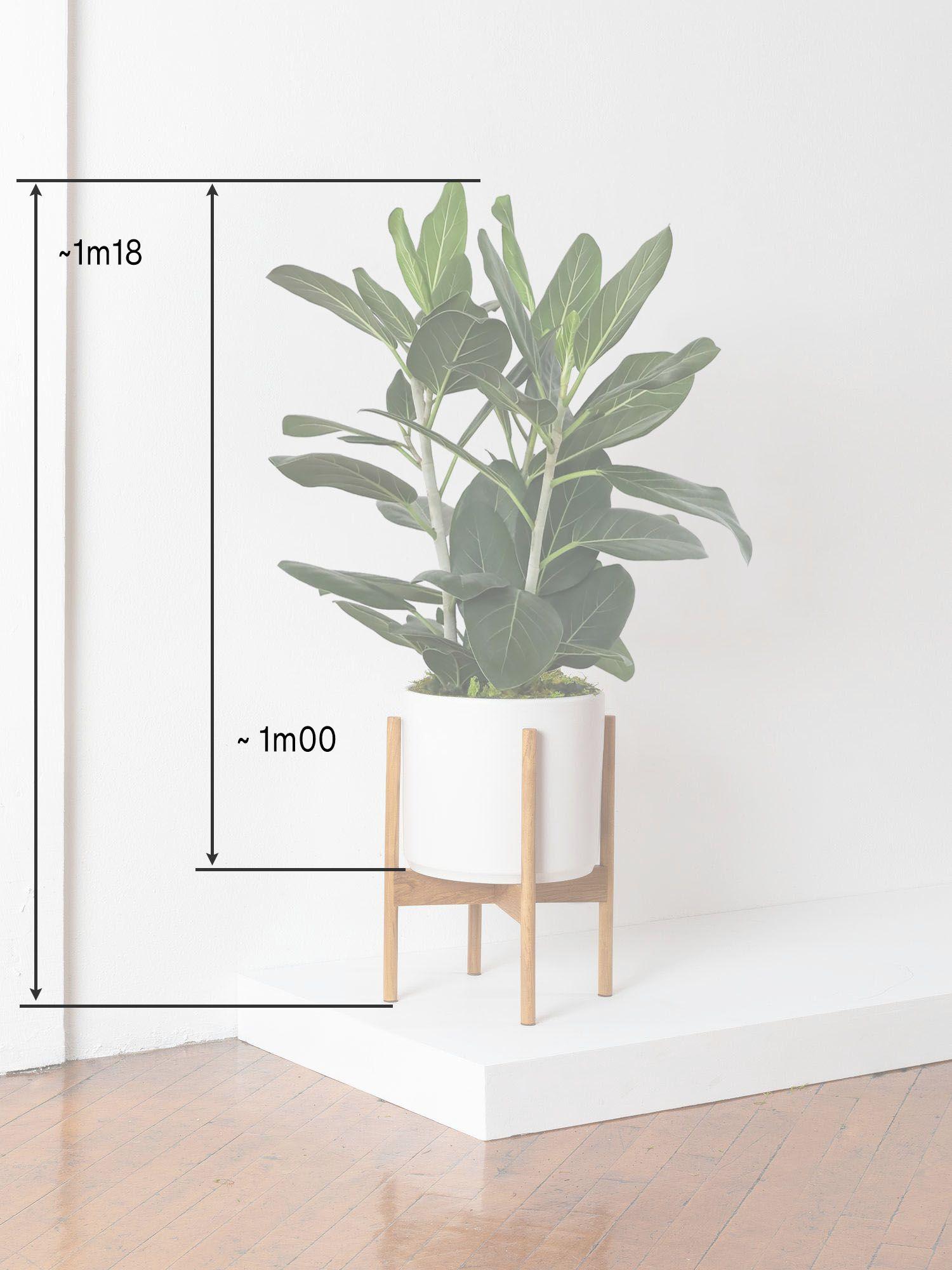 Ficus Audrey