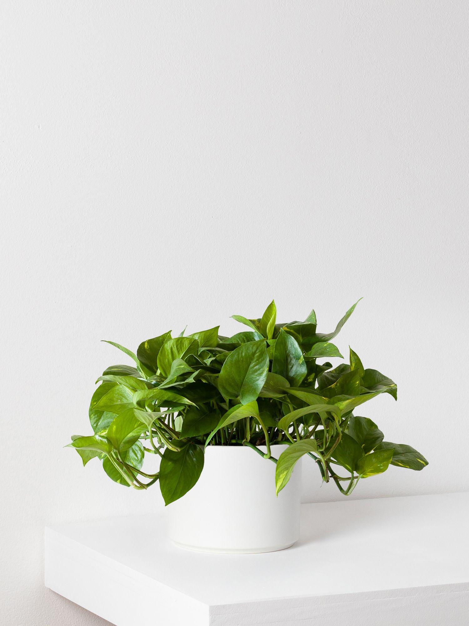 Cascading Pothos - White Mid-Century Ceramic 