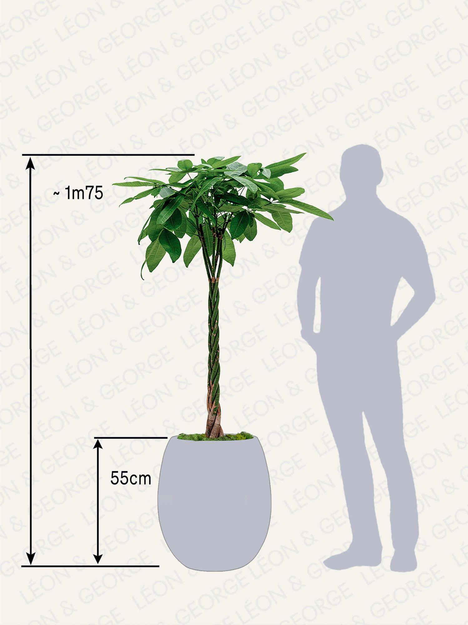 Pachira Aquatica