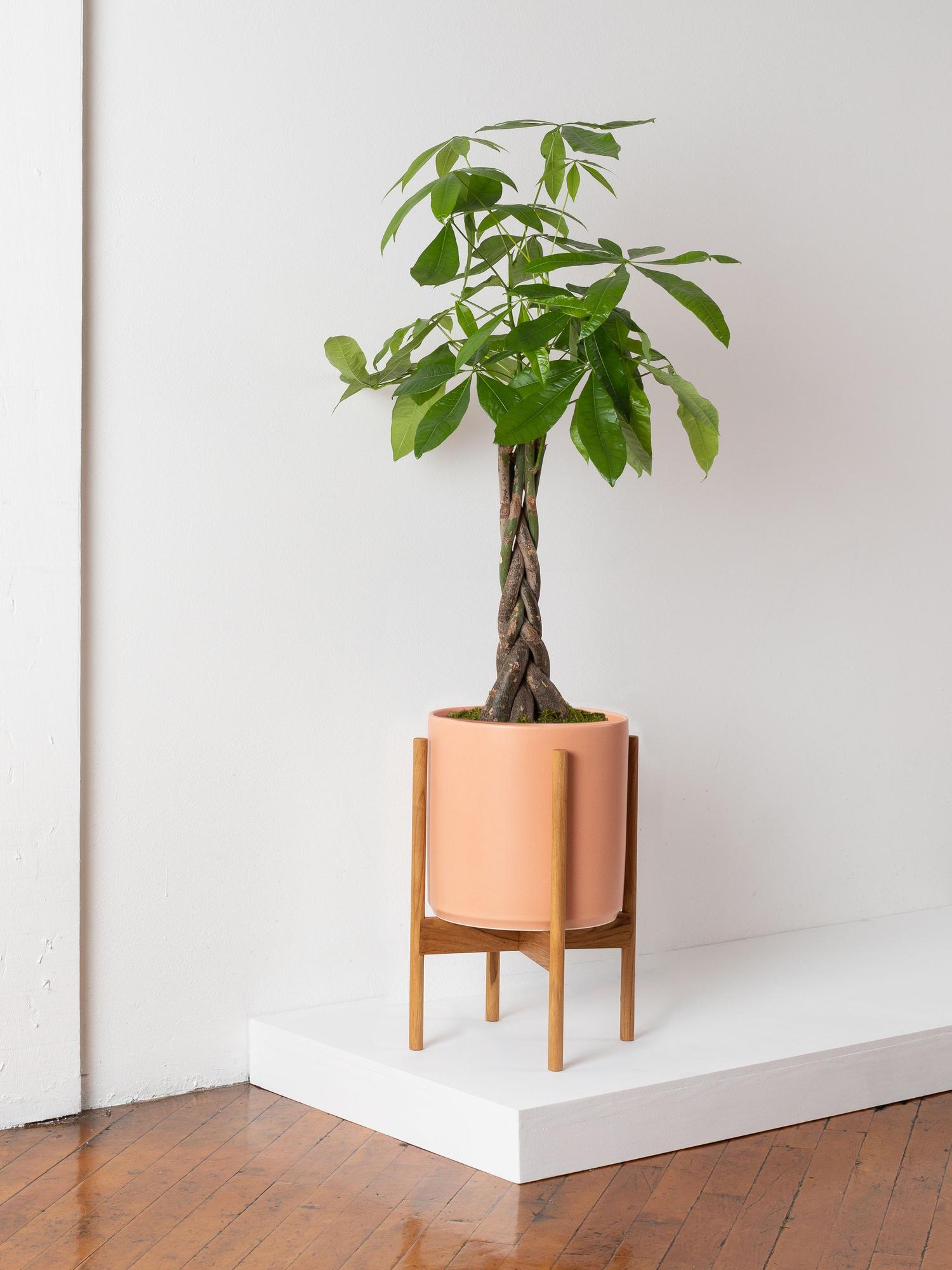 Braided Money Tree