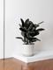 Rubber Tree