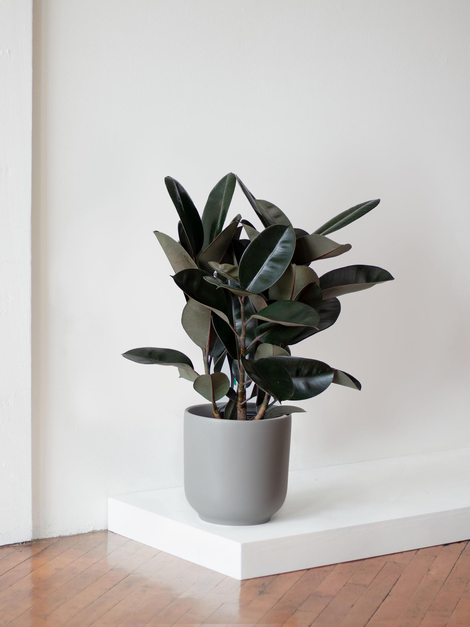 Rubber Tree