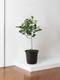Ficus Audrey Tree