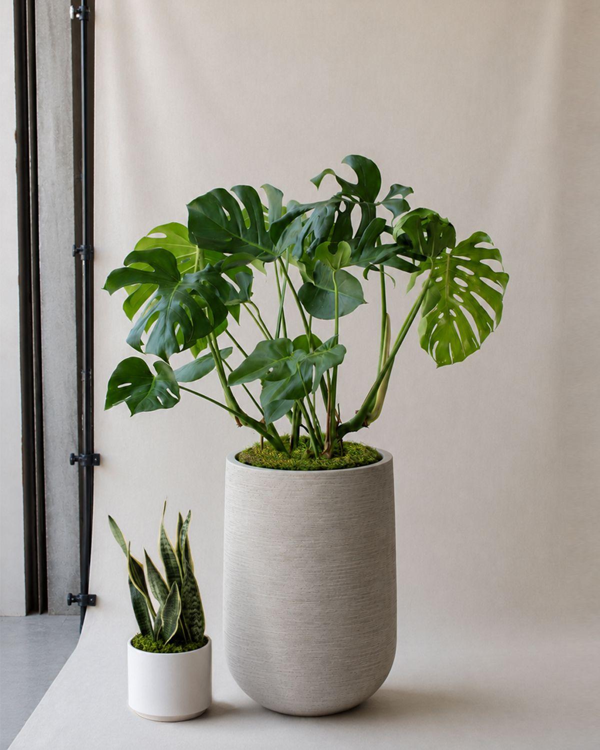 Monstera Deliciosa