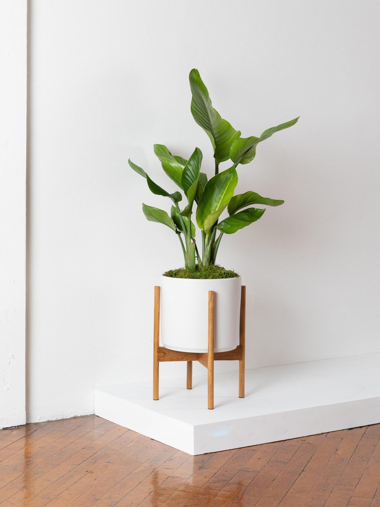 Oiseau de Paradis - Le 28 - Velvet blanc mid-century Jatoba B 
