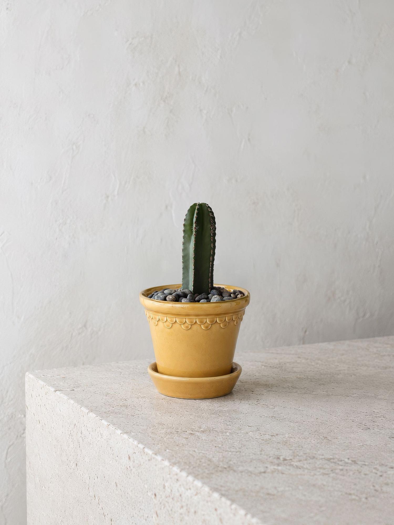 Mexican Fence Post Cactus