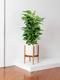 Pothos Colonne
