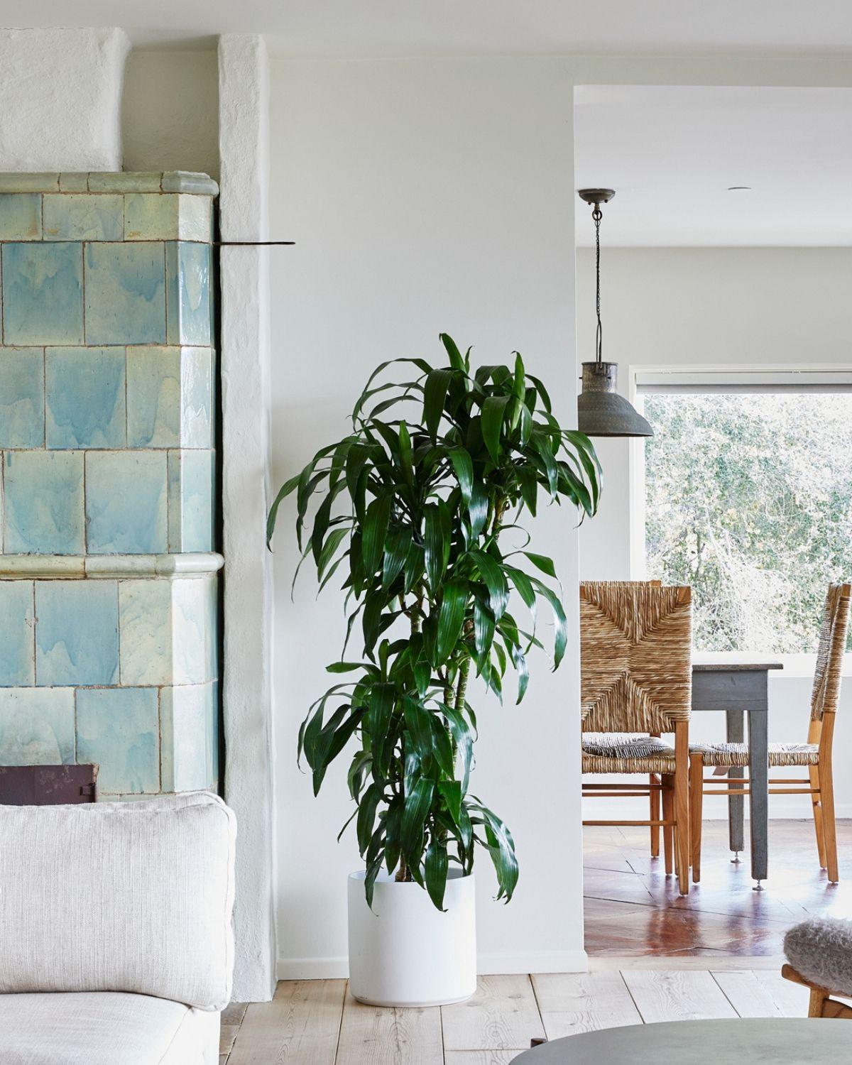 Dracaena Lisa