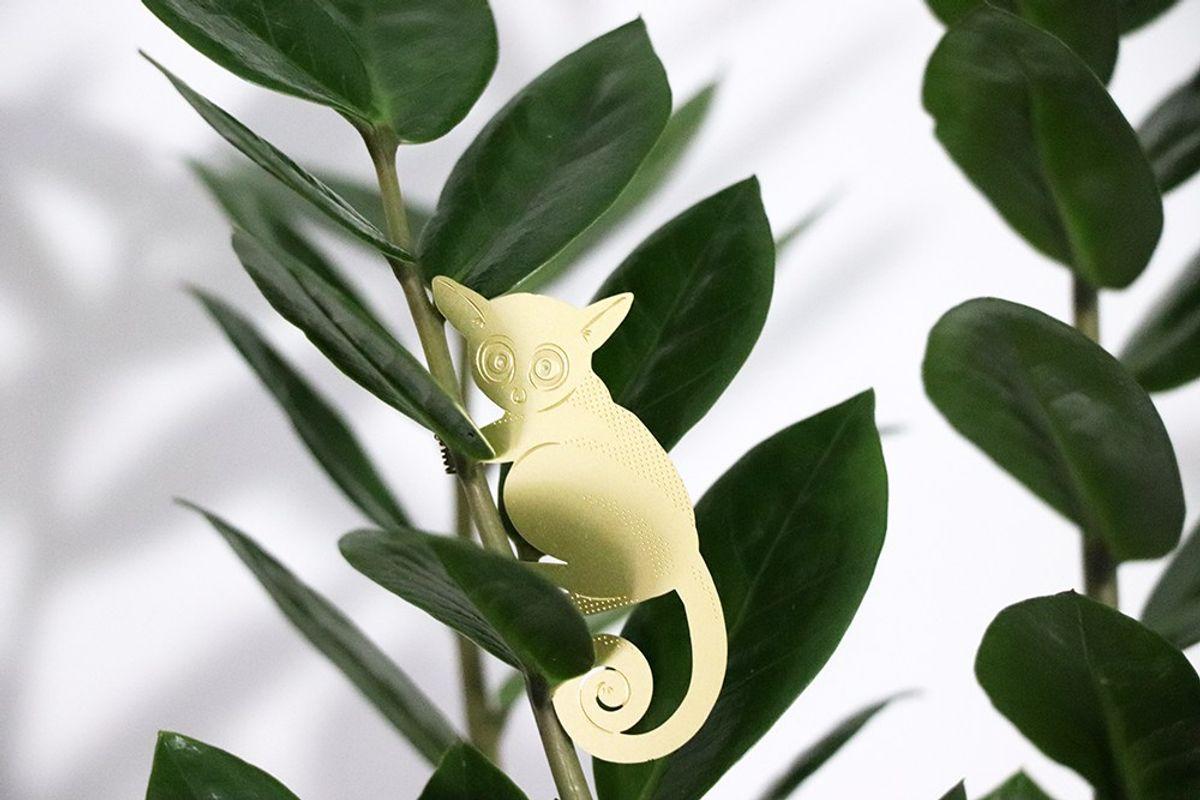 Plant Animal Galago 