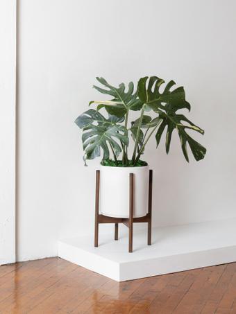 indoor plants picture