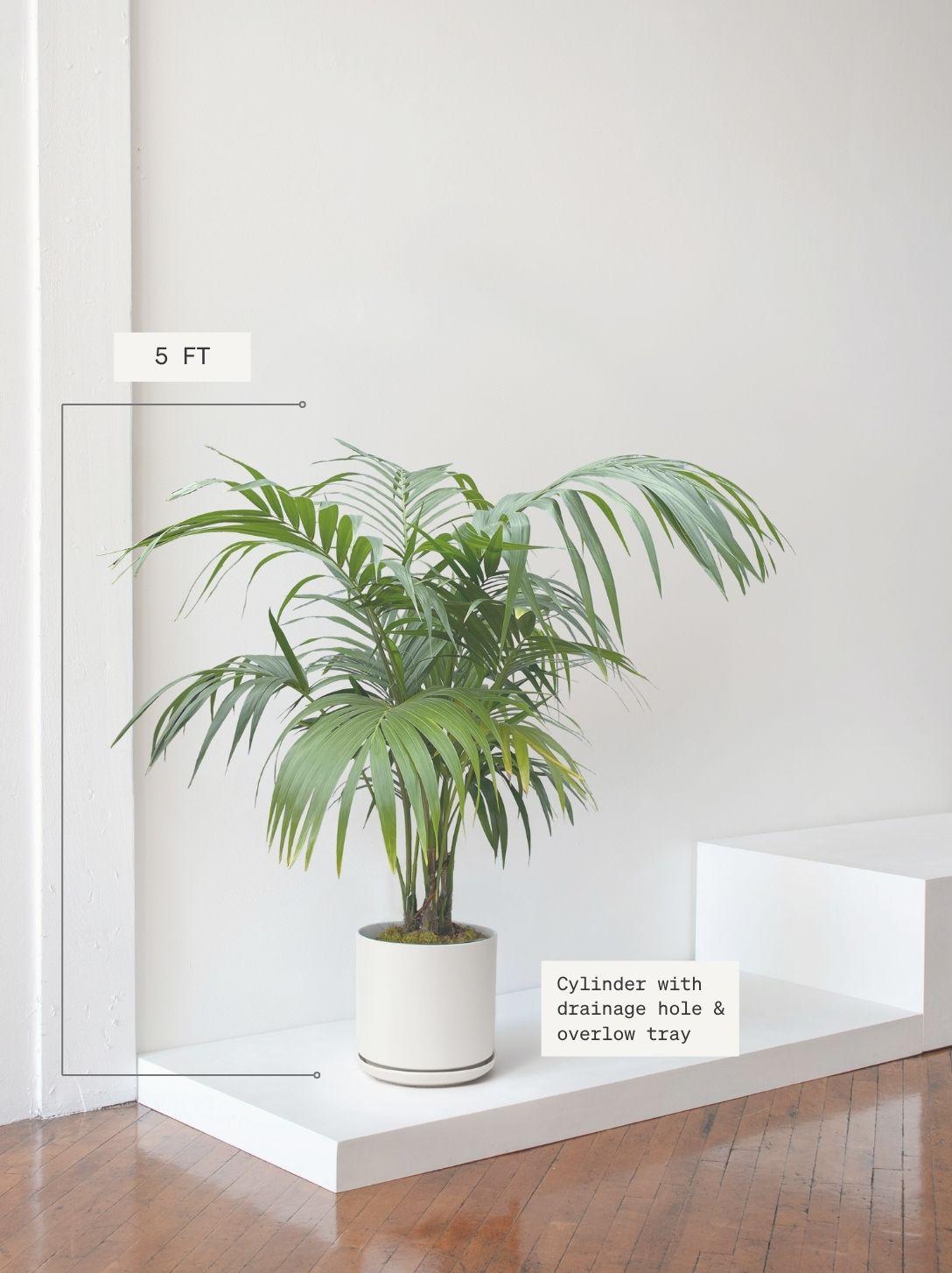 Kentia Palm