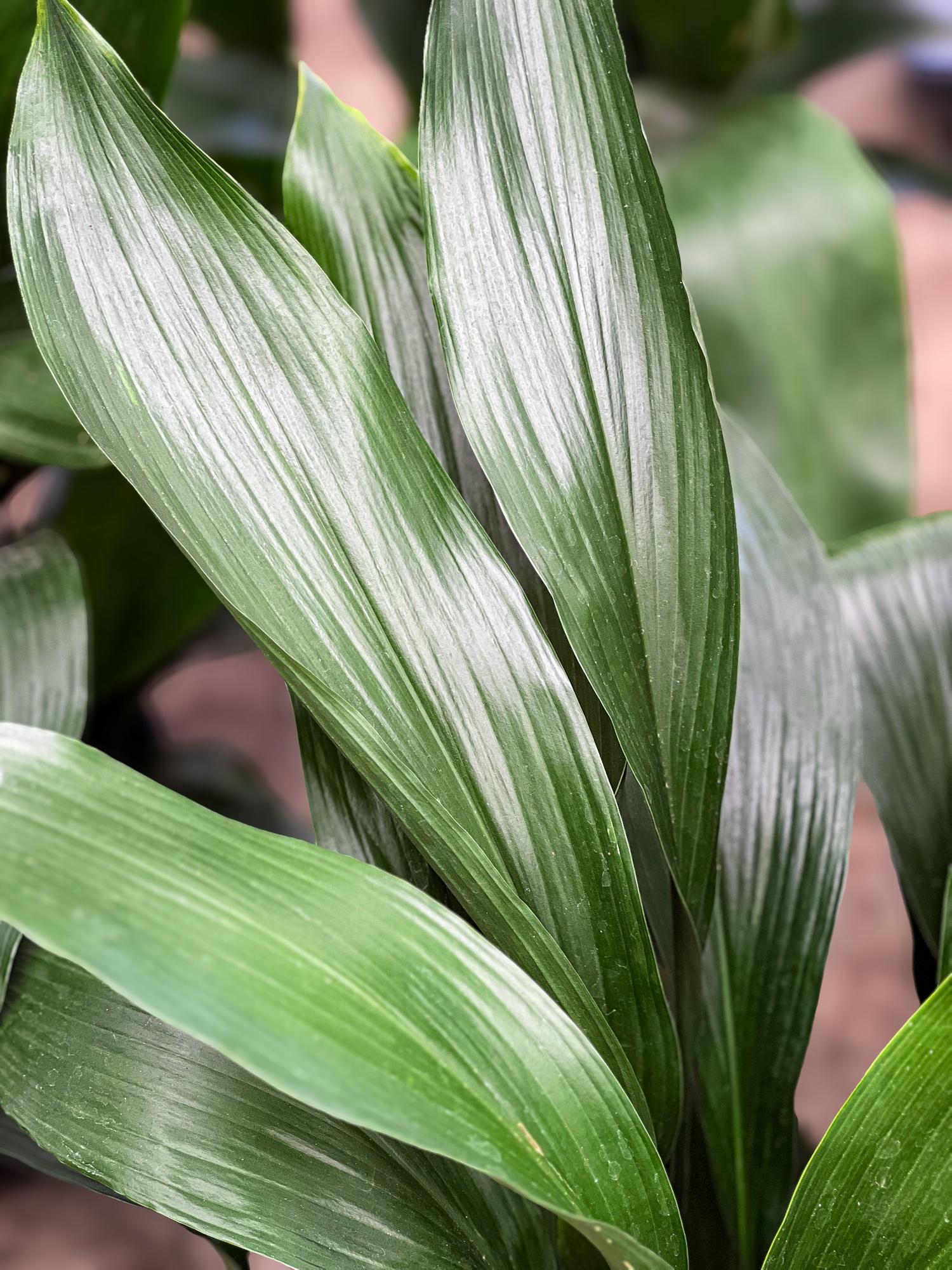 Cast Iron Plant