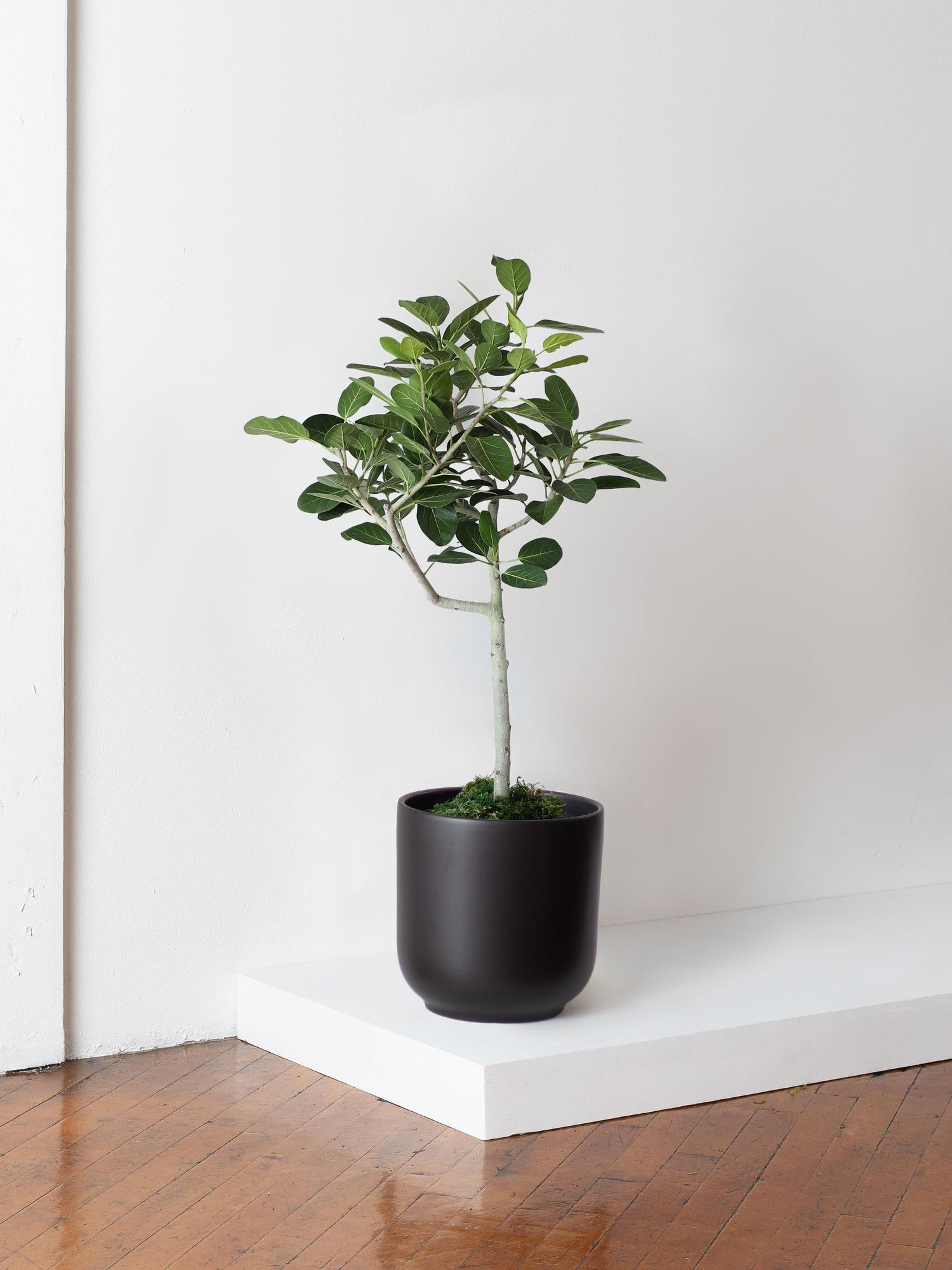 Ficus Audrey Tree