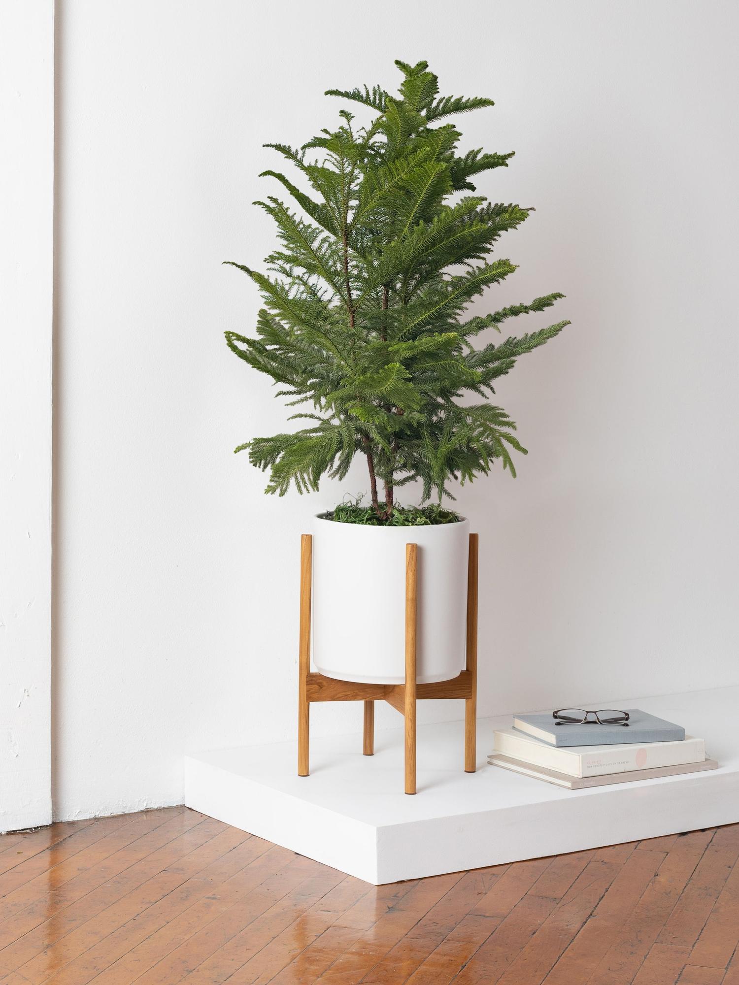 Norfolk Island Pine