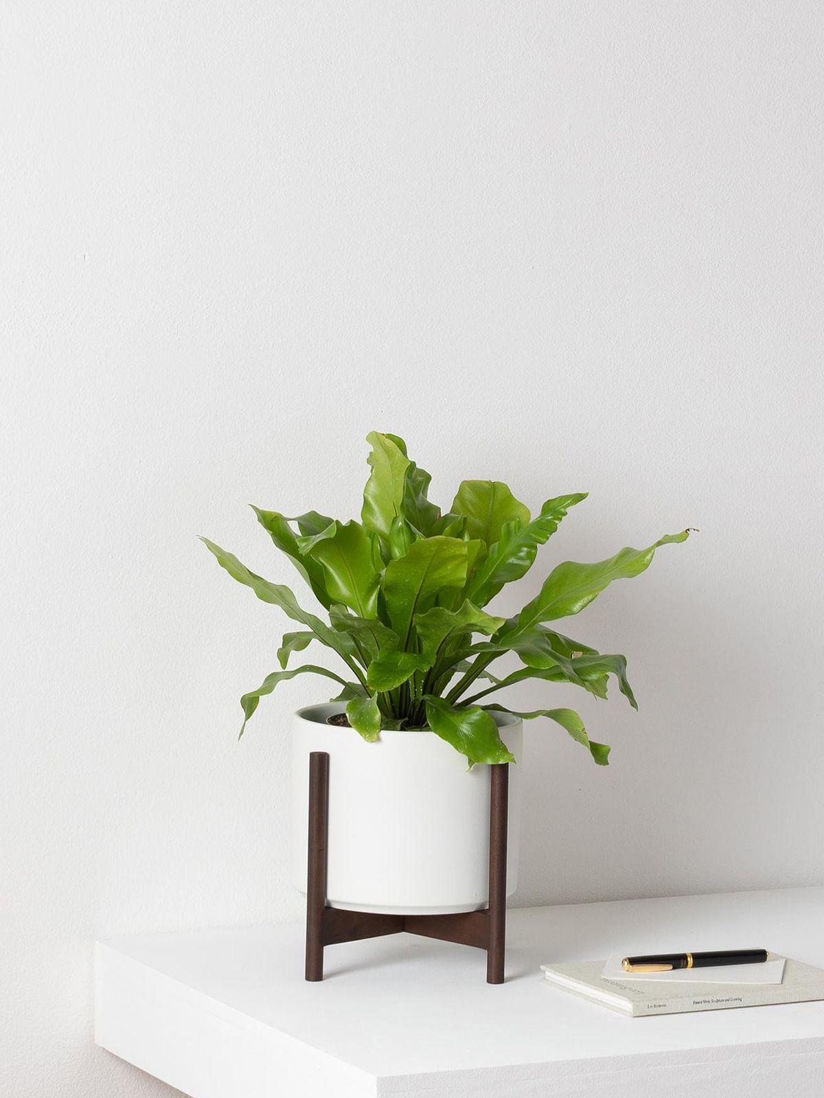 Bird's Nest Fern