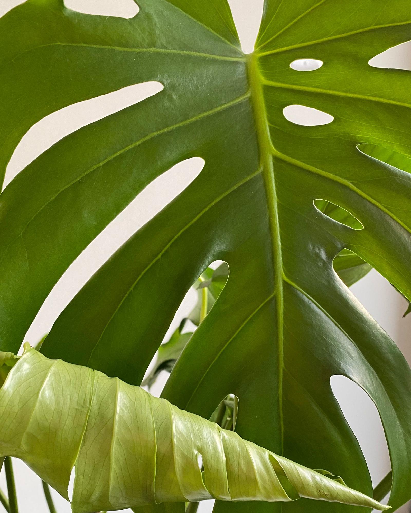 Monstera Deliciosa