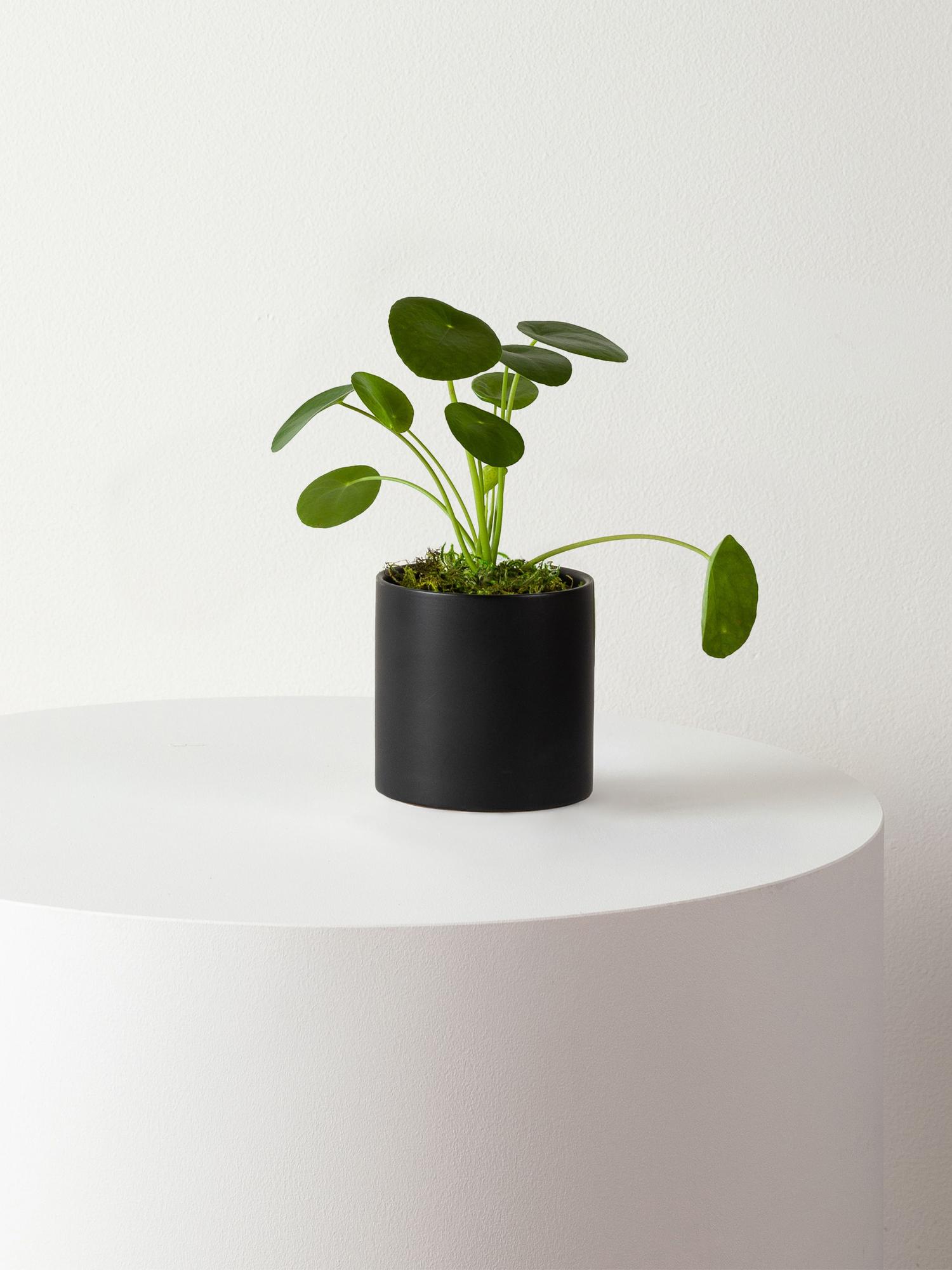 Pilea Peperomioides - Black Mid-Century Ceramic 