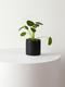 Pilea Peperomioides