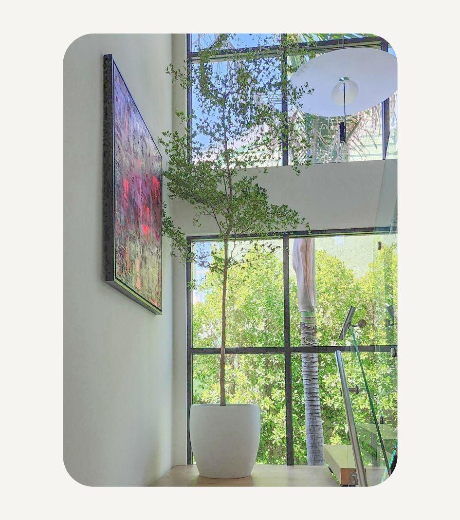 Black Olive Tree