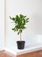 Arbre Ficus Audrey