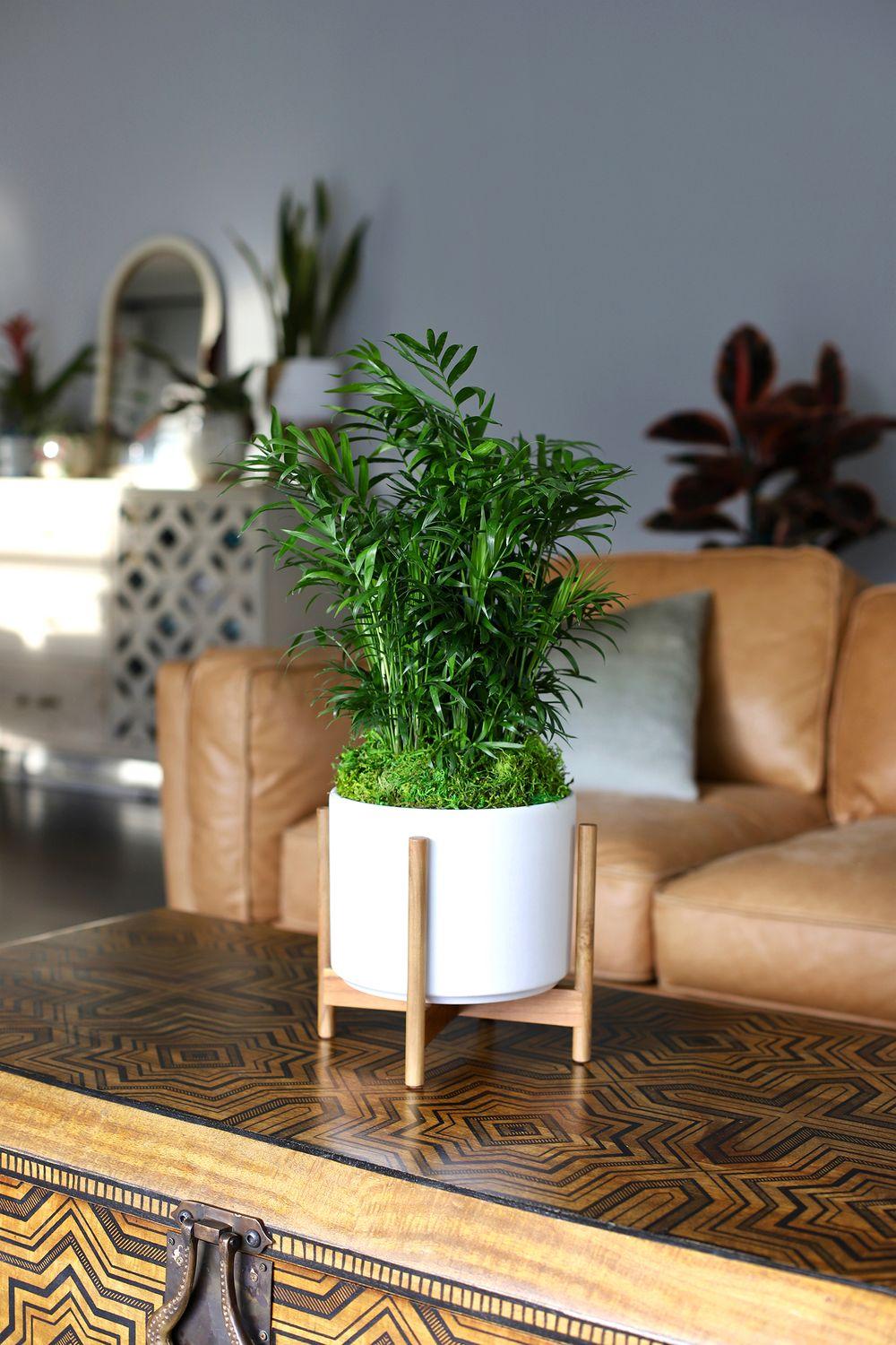 Parlor Palm